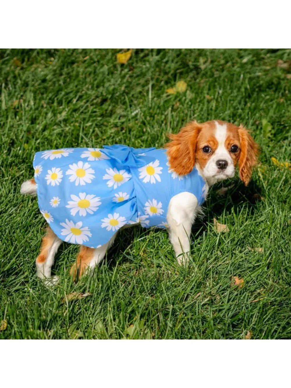 5 Pack Floral Summer Dog Dresses with Bowknot | Cute Outfits for Small Dogs